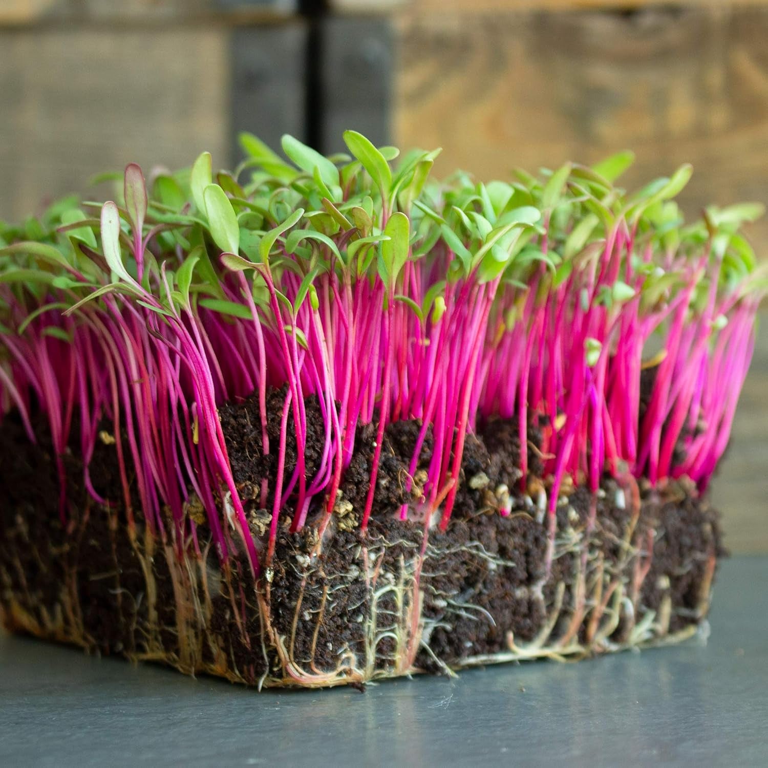 Bulls Blood Beet Seeds - 3 G Packet ~125 Seeds - Non-Gmo, Heirloom - Vegetable Garden, Microgreens Seeds