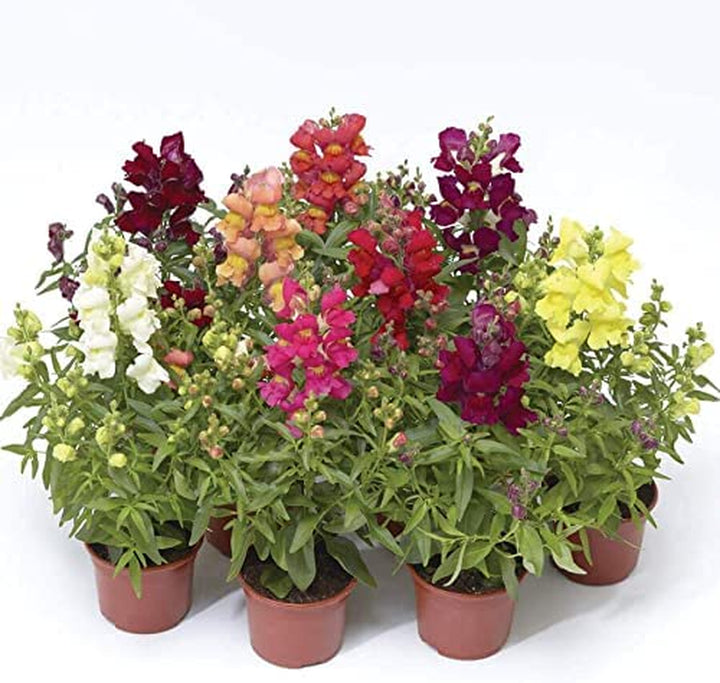 Snap Dragon Flower Plant Seeds – Snaptini Mix Dwarf with Bright Fragrant Blooms in a Full Color Spectrum, Compact 6–8 Inch Plants for Borders, Edging, and Pots, Easy to Grow, Pack of 100